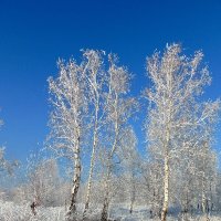 На деревьях серебряный иней,здесь повсюду гуляет мороз. :: nadyasilyuk Вознюк