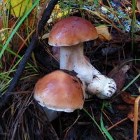 Белые грибы :: Андрей Снегерёв