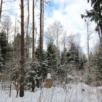 Снежный лес :: Андрей Снегерёв