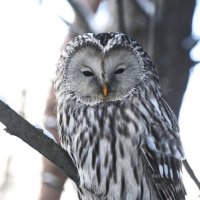 Длиннохвостая неясыть(Strix uralensis) :: Иван 