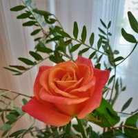 Одна роза из букета :: tatyana 