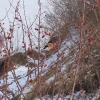 Редкий гость в наших краях :: Елена Елена