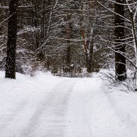 В лес :: Александр 