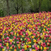 Парк весенних цветов Койкенхоф .Голландия. :: Lucy Schneider 