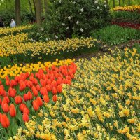 Парк весенних цветов.Голландия. :: Lucy Schneider 