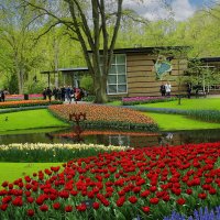 Парк весенних цветов в Голландии. :: Lucy Schneider 