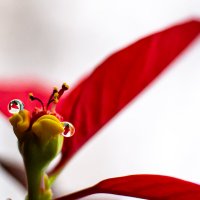 Цветок Пуансеттии (Рождественской звезды) :: Александр Малышев