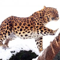 Леопард :: Михаил Бибичков