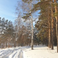 Береза в хороводе сосен. :: Наталия 