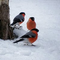 Охота на птиц в пригородном лесу. :: Милешкин Владимир Алексеевич 