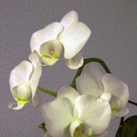 Белая орхидея :: Сергей Карачин