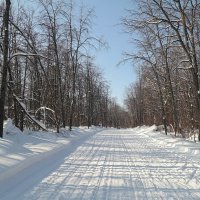 На белом покрывале февраля.. :: Андрей Заломленков (настоящий) 