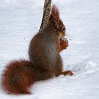 "Орех мой, не подходи! Загрызу!" :: Милешкин Владимир Алексеевич 