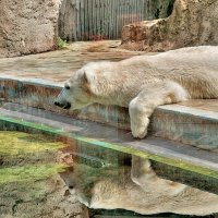 Венгрия Будапешт Зоопарк Белый медведь :: ujgcvbif 