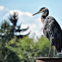 Canadian blue heron :: Vlad Dega aka Sashka Х