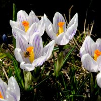 Цветы весны - крокусы (шафран) :: ГЕНРИХ 