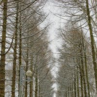 Аллея в зимнем парке :: Виталий Стасов