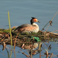 Скоро будет мамой :: Владимир 