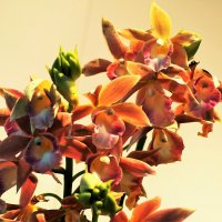 Орхидея Фаленопсис Гигант "Голден Бьюти"(Golden Beauty) :: Aida10 