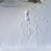 Следы на снегу... :: Aquarius - Сергей