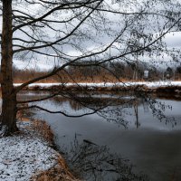 Раскидистое дерево на берегу реки :: Настя Хомастя