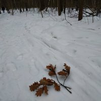 Последний день календарной зимы в Измайловском парке :: Андрей Лукьянов