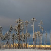 Зимний свет :: Николай Кувшинов