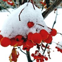 В зимней шапочке тепло :: Raduzka (Надежда Веркина)