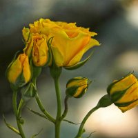 Солнечные розы :: Светлана 