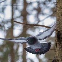 Летите голуби,летите! :: Виктор Евстратов