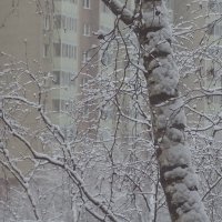 снег :: Anna-Sabina Anna-Sabina