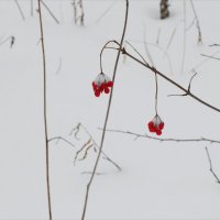 Рисунок на фоне снега :: Алексей Хвастунов