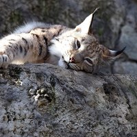 спящий котенок :: Олег Лукьянов