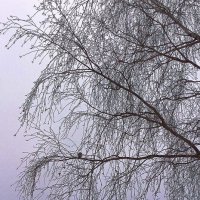 Одинокая птичка на зимнем дереве :: Фотогруппа Весна