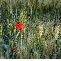 Мак в пшеничном поле. :: Lucy Schneider 