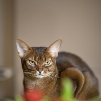Абиссинская кошка :: Анна Грошикова
