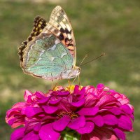 Бабочка на цветке. :: Владимир Савельев