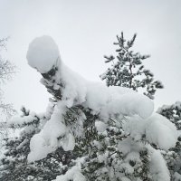Снег :: Андрей 
