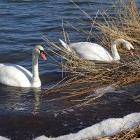 Лебеди на Голубых озерах :: Маргарита Батырева