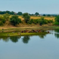 В знойный день... :: Светлана Фокша