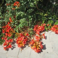 цветы Турции :: Елена Шаламова