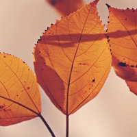 Осенние листья Японское бумажное дерево :: wea *