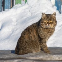 Мартовский кот. :: Irina 