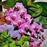 Моя красотка  орхидея. :: Восковых Анна Васильевна 