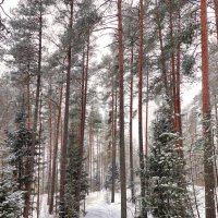 Карельский лес в марте :: Ирина Румянцева