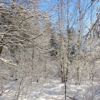 Лес после снегопада :: Андрей Снегерёв