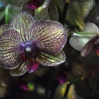 Орхидея :: Ирина Тюзнева 