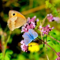 бабочки и цветы 26 :: Александр Прокудин