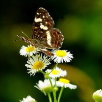 бабочки и цветы 28 :: Александр Прокудин