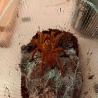 Pterinochilus Murinus :: HikireiZ 